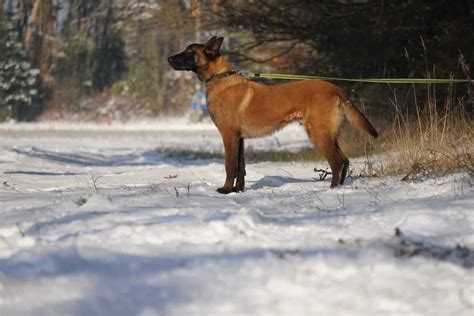 Owczarek belgijskI malinois fci Łódź Bałuty OLX pl