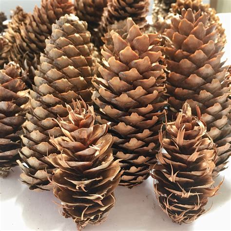 Spruce Pine Cones Box Of About 36 Cones 2 5 To 6 Mixed Bag Etsy