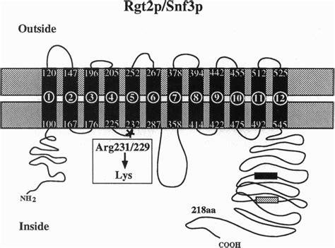 A Two Dimensional Model Of The Transmembrane Topology Of The Rgt2p And