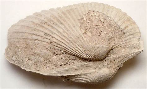 Clam Fossil | WhatAEarth