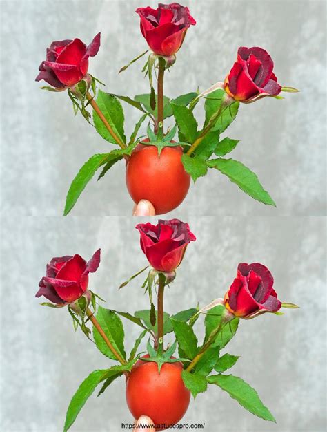 Método fácil y eficaz para la difusión de rosas con tomates