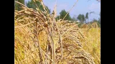 Punjab Punjab To Produce L Metric Tonnes Paddy Chandigarh News