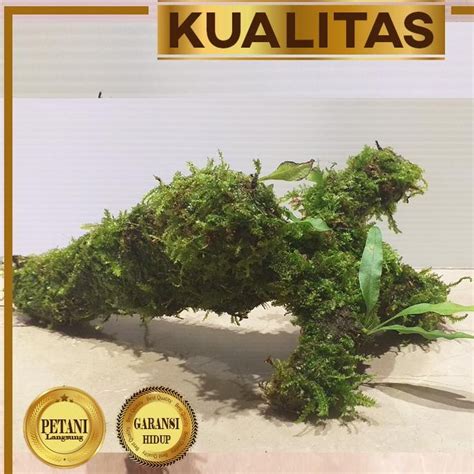 Jual Kayu Java Moss Tanaman Air Hiasan Aquascape Hias Aquarium Low CO2