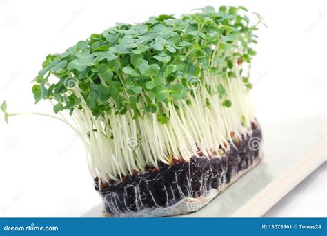 Cresson De Salade Image Stock Image Du Herbe écrimage 13073961