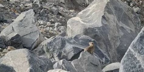 Ini Binatang Peliharaan Abu Jahal, Harganya Disebut Fantastis | merdeka.com