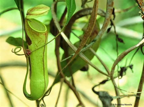 Lanka Nature Summary: July 2014