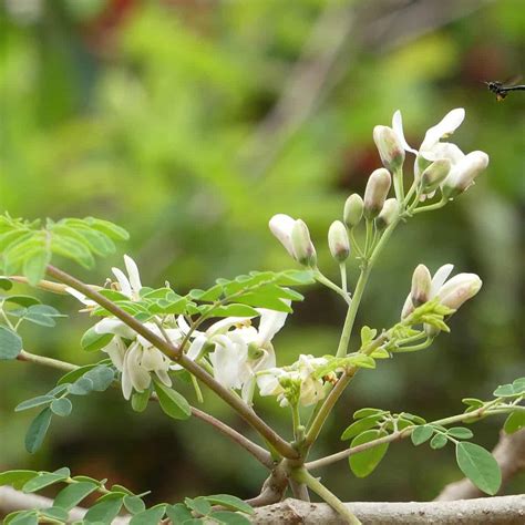 Moringa Oleifera Plant