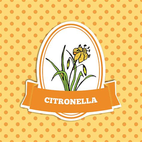 Citronella Oil Illustrations Royalty Free Vector Graphics And Clip Art