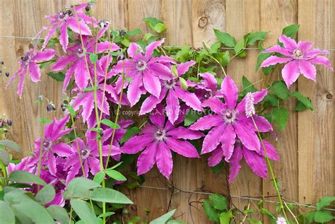 Clematis Barbara Dibley Climbing Vine With Purple Flowers Against