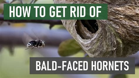 How To Get Rid Of Bald Faced Hornets 4 Easy Steps Youtube