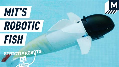 Meet SoFi MIT S Soft Robotic Fish Mashable