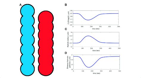 (A) An idealised geometry of a myocyte represented by 7 DEM particles ...