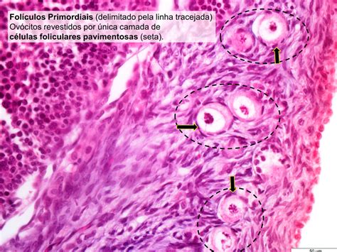 Sistema Reprodutor Feminino Fotos Histologia de Órgãos e Sistemas