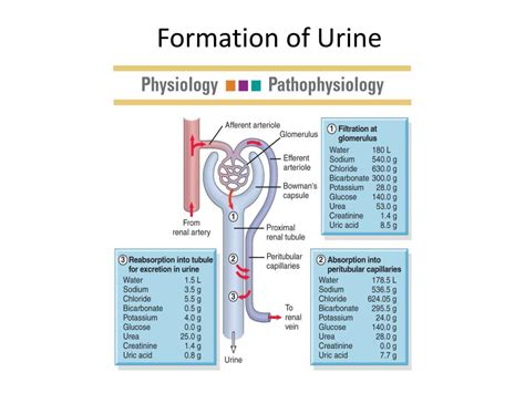 Ppt Assessment Of Renal And Urinary Tract Function Powerpoint