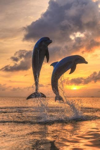 Bottlenose Dolphins Caribbean Sea Roatan Bay Islands Honduras