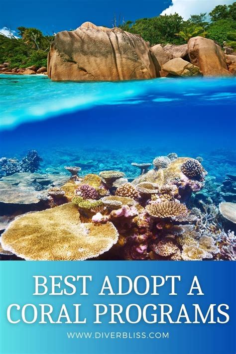 10 Best Adopt A Coral Reef Programs That Save Our Oceans Artofit