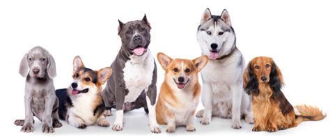 Quiz: What Dog Breed Matches Your Personality? | Four Paws