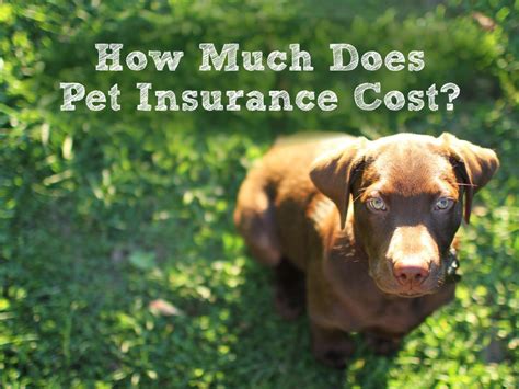 How Much Does Pet Insurance Cost? The 8 Big Factors That Add Up