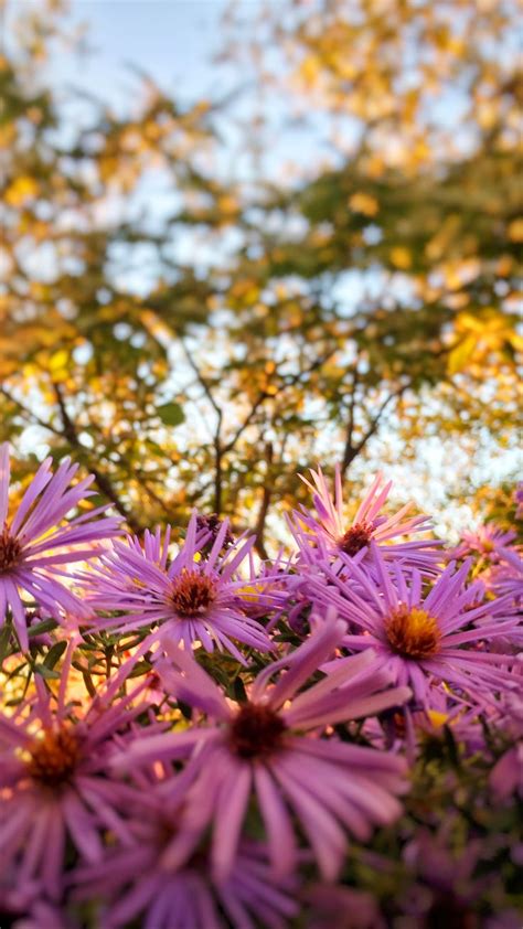 Nature Vibes ️ 💐 An Immersive Guide By Vibewithme