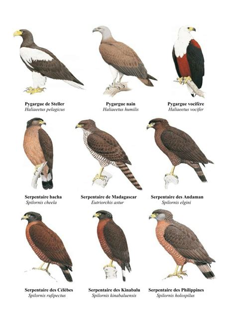 Accipitriformes Characteristics At Catherine Shannon Blog