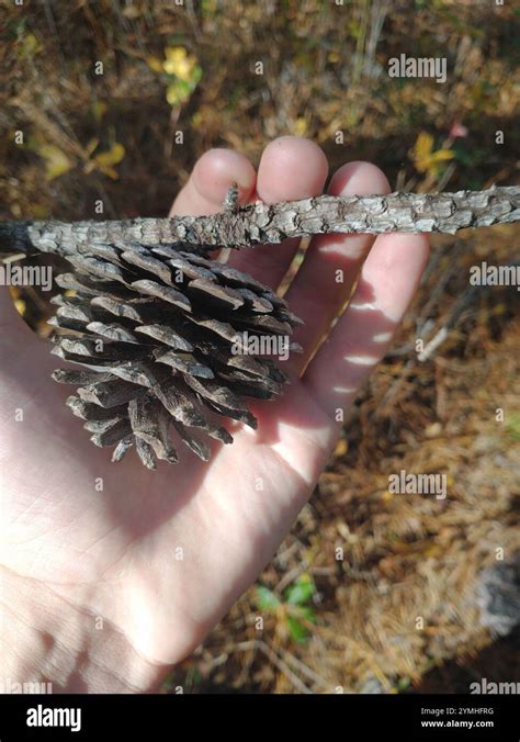 Pond Pine Pinus Serotina Stock Photo Alamy