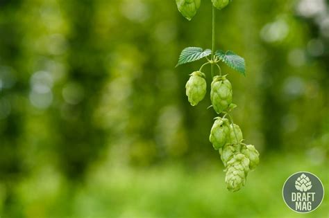 Nelson Sauvin Hops Guide Why Is It Called The Extreme” Hop