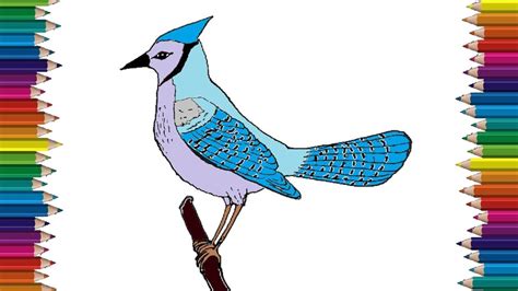 How to Draw a Blue Jay - Step by Step Easy Drawing Guides - Drawing Howtos - oggsync.com