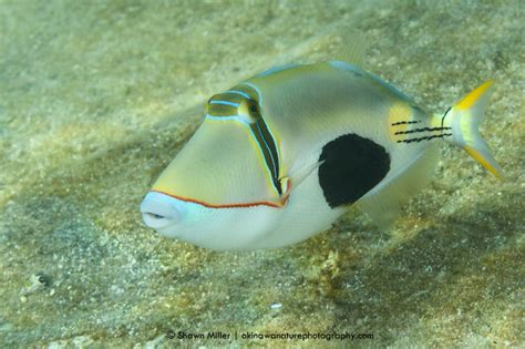 Fish Of Okinawa Okinawa Nature Photography