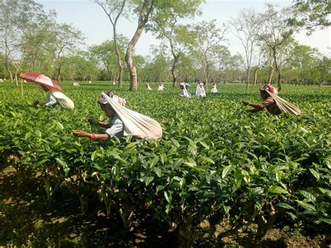 Assam Govt Allows Use Of Up To 5 Of Tea Plantation Land For Other Purposes