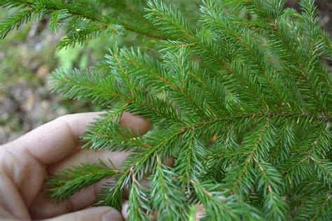 How To Identify Coniferous Trees Easy Tricks For Pine Spruce Fir And More