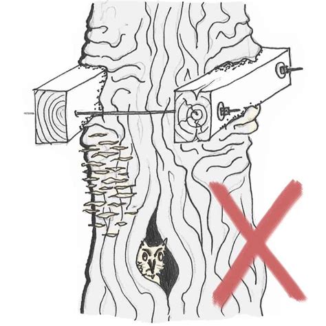 Treehouse Building Attachment Methods Compared Casitas De Arbol