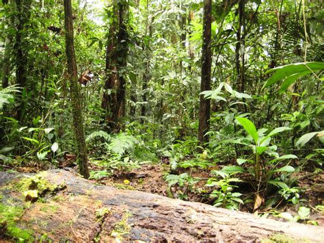 Extraordinary Nature - Ecuador, Rainforest. #rainforest #ecuador # ...