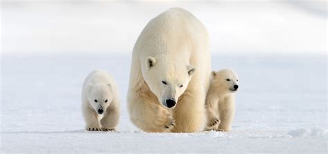 The Incredible Journey Of Polar Bear Cubs In Nature Snow Bears