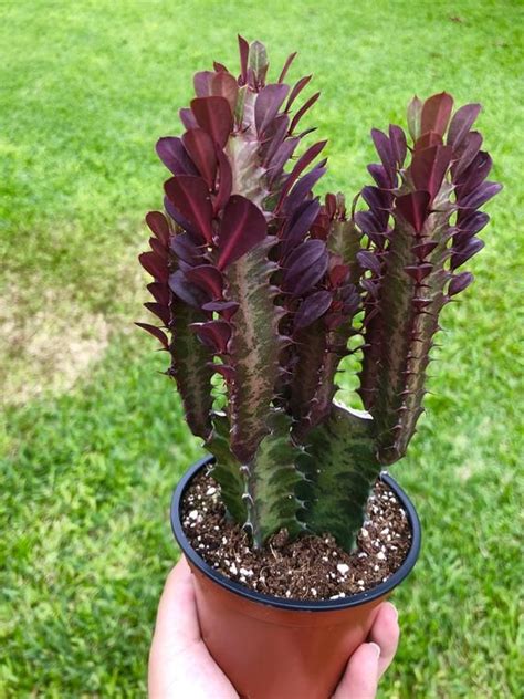 Euphorbia Trigona Cv Royal Red Rubra Cactus Rare Succulent Live Cacti