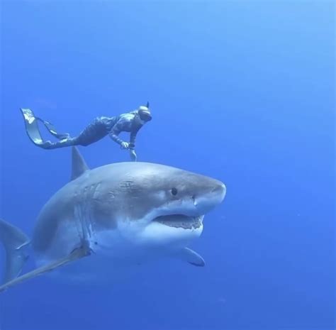 The Worlds Biggest Great White Shark
