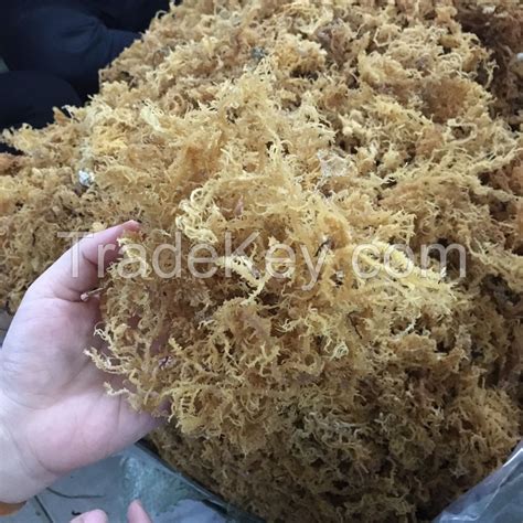 Sundired And Wild Crafted Dried Sea Moss From Viet Nam By Viet Delta