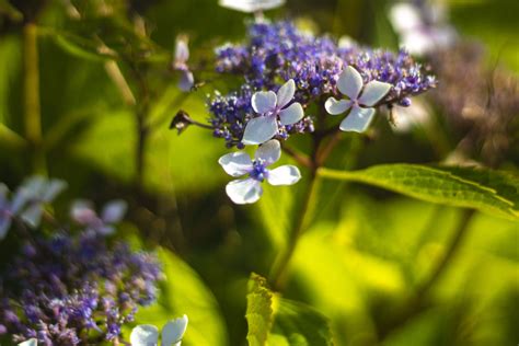 Hortensia I Din Guide Til Udplantning Pasning Af Hortensia