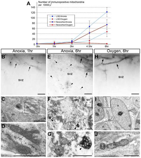 Alteration Of Slp2 Like Immunolabeling In Mitochondria Signifies Early