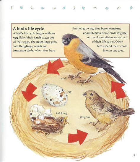 Life Cycle Of Birds Diagram