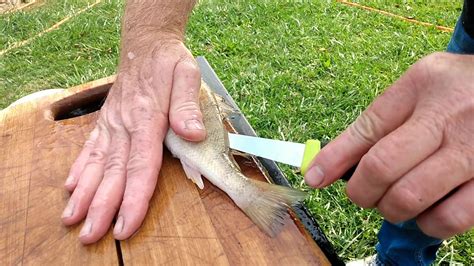 How To Butterfly Or Fillet A Perch Youtube