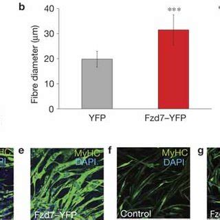 Wnt7a Induces Muscle Hypertrophy Through Its Receptor Fzd7