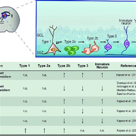 Thyroid Hormone Regulation Of Adult Hippocampal Neurogenesis A Shown