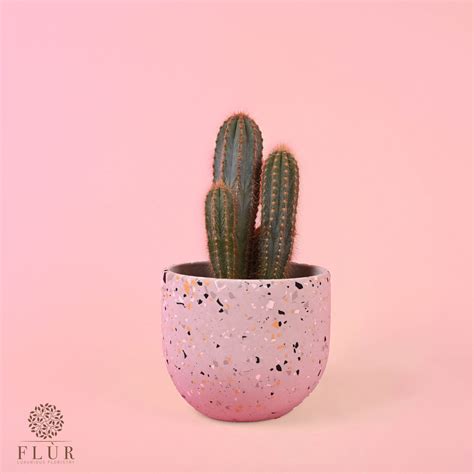 Terrazzo Cacti Fl R Florsitry Delivery All Over Lebanon