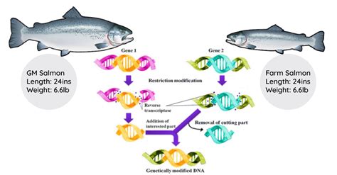 Genetically Modified Fish GM Fish Budmore