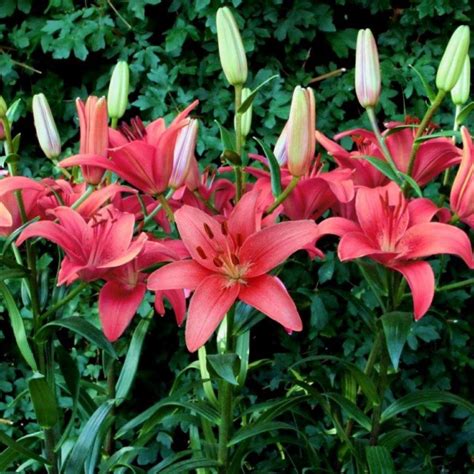 Lilium Sylt Buy Plants At Coolplants