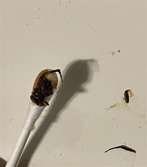 FOUND A BUG IN MY EAR??? : r/WTF