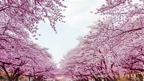 Ueno Park, Tokyo - Book Tickets & Tours | GetYourGuide