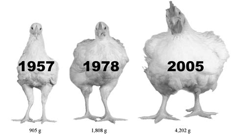 Chickens Have Gotten Ridiculously Large Since The 1950s Vox