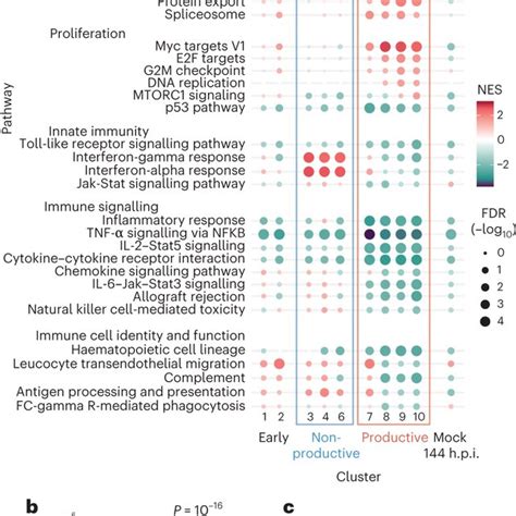 Effects Of HCMV Infection On Cellular Pathways And Macrophage Cell