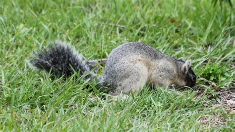 Parkers Barkers Floridas Endangered Sherman Fox Squirrel